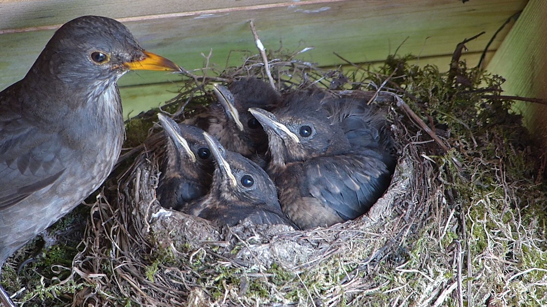 amsel-blick