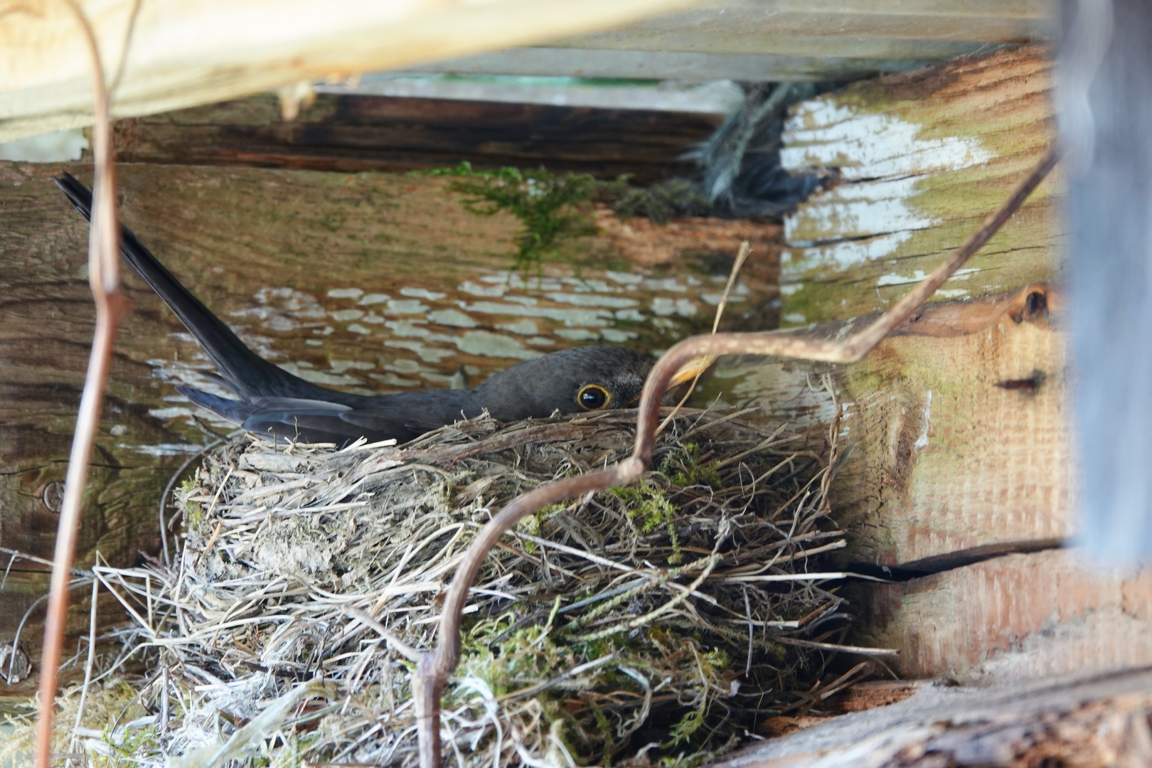 Amsel brütet 