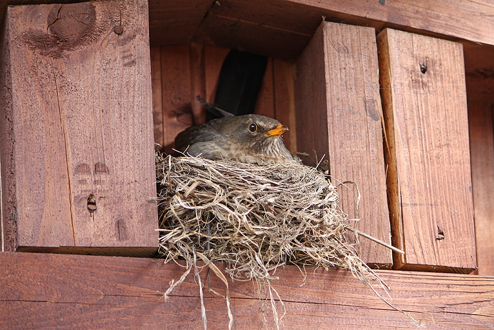 Amsel brütet