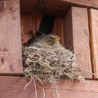 Amsel brütet