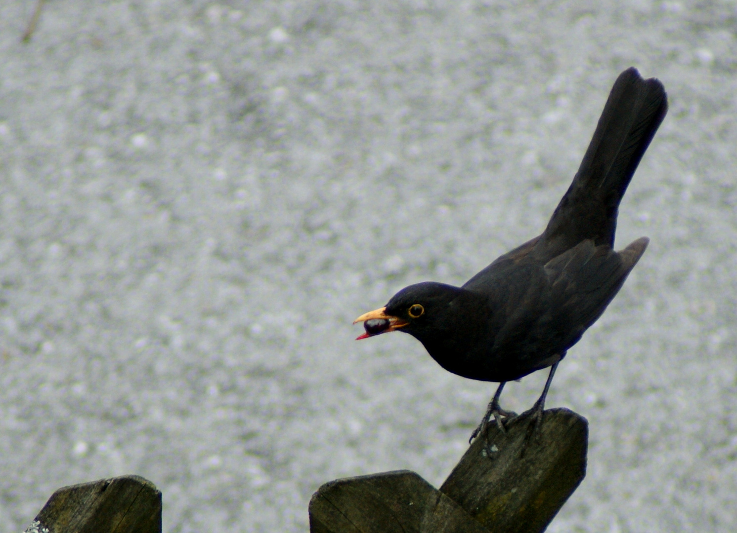 Amsel - Brunch ;))))