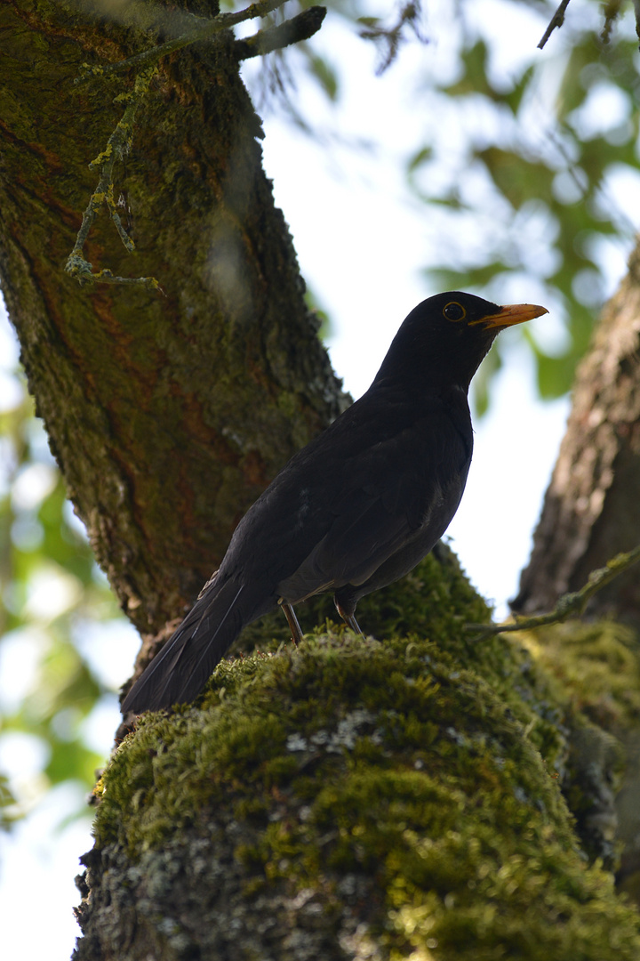 Amsel