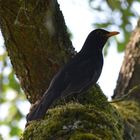 Amsel