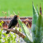 Amsel