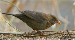 Amsel