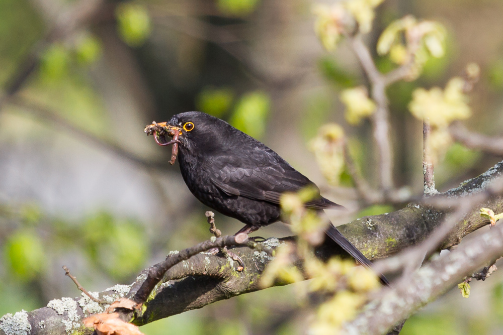 Amsel