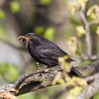 Amsel