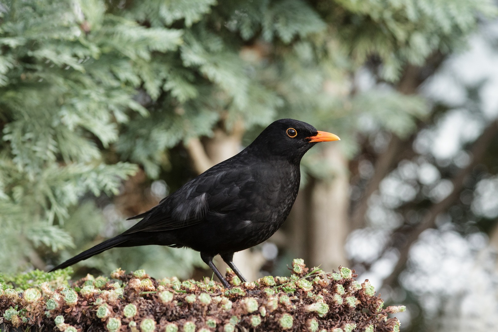 Amsel