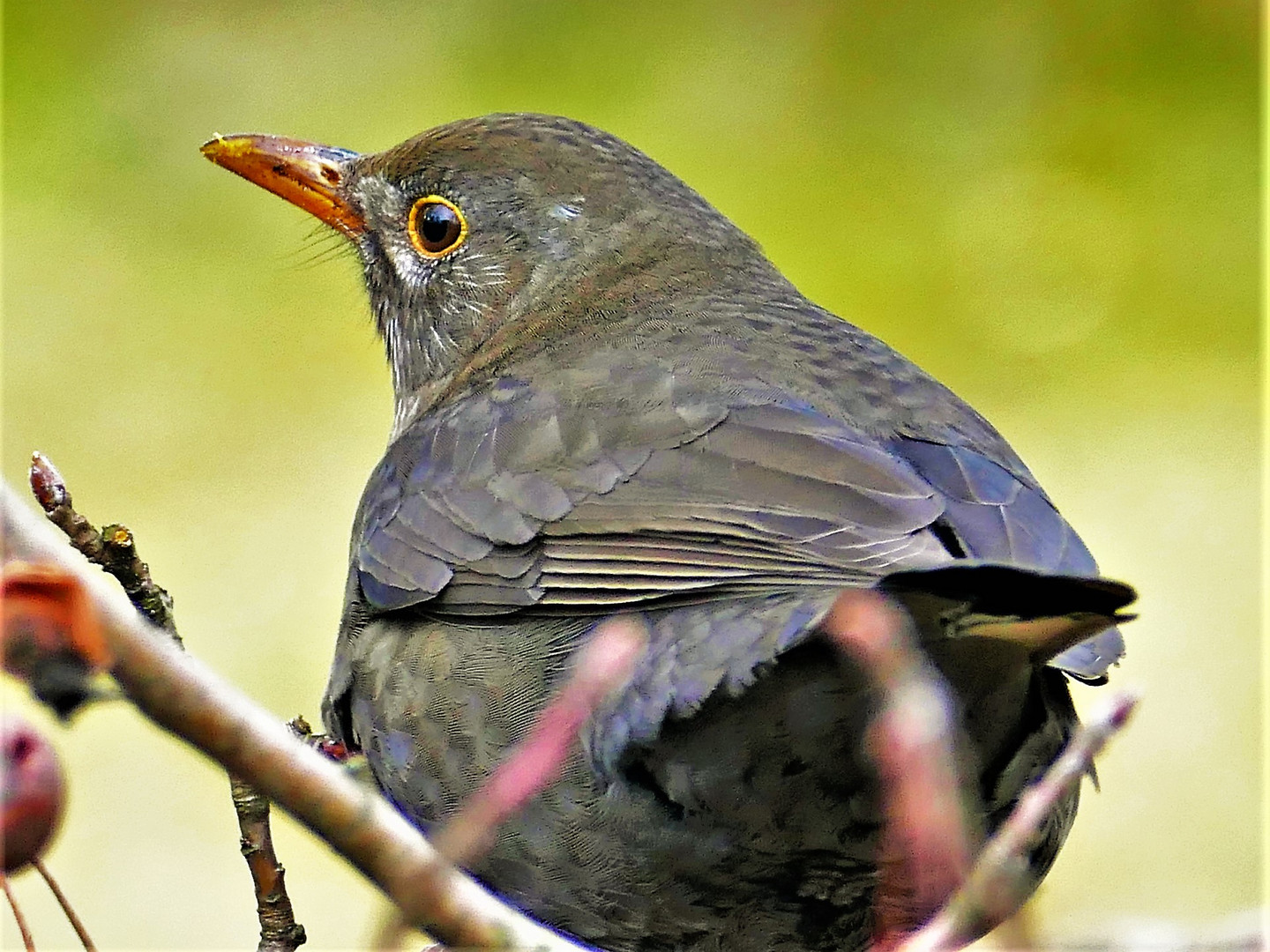 Amsel