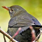 Amsel