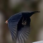 Amsel