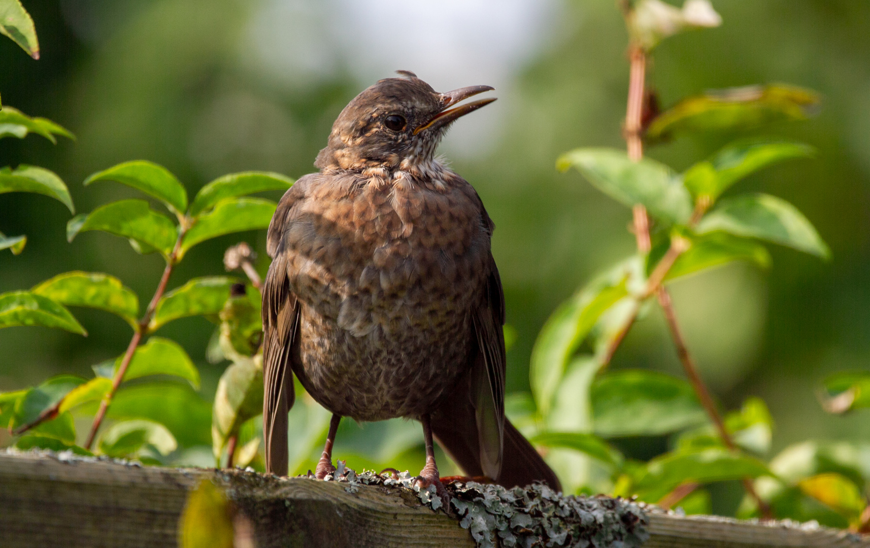 Amsel 