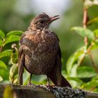 Amsel 