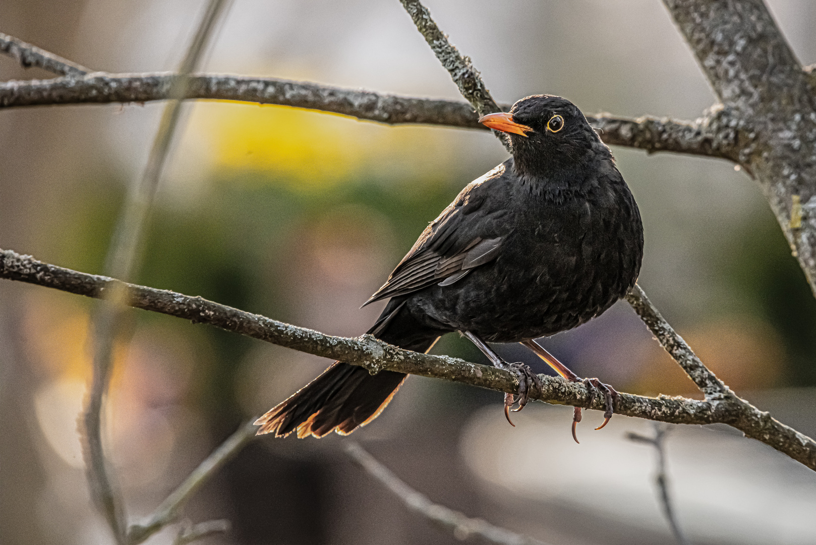   Amsel