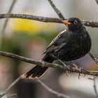   Amsel