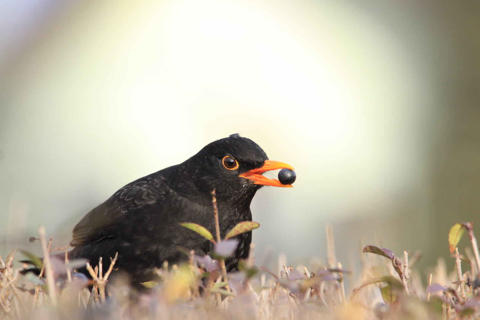 Amsel