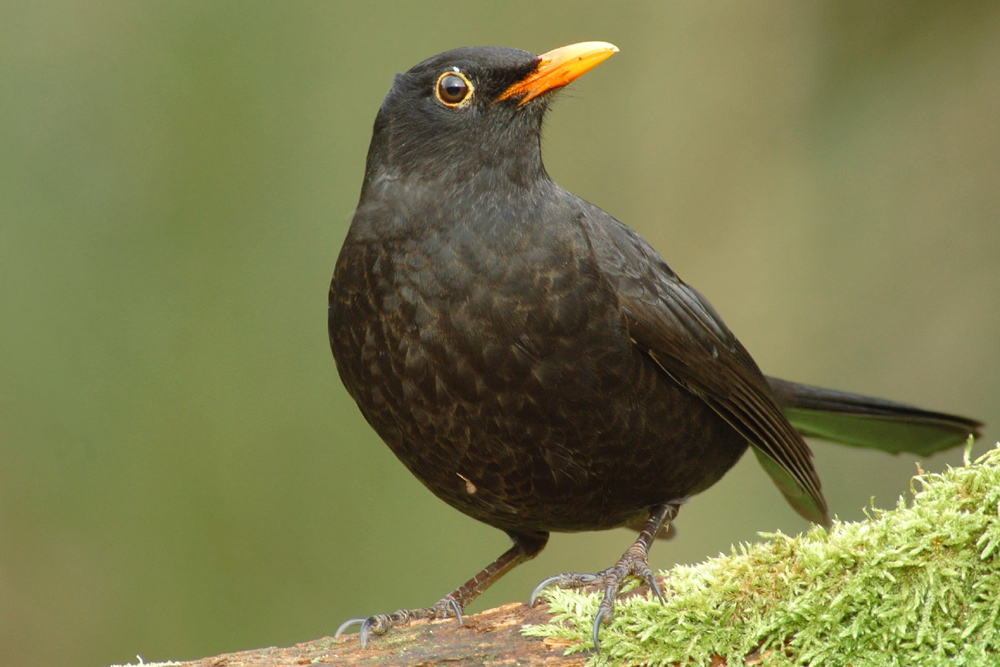 Amsel