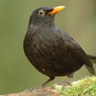 Amsel