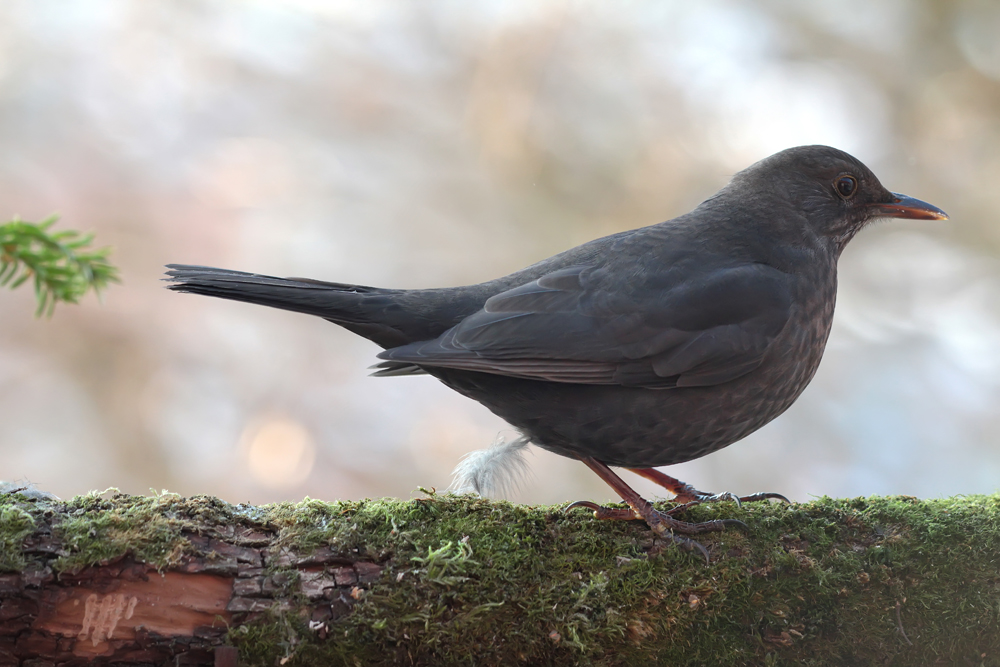 Amsel