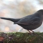 Amsel