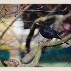 Amsel