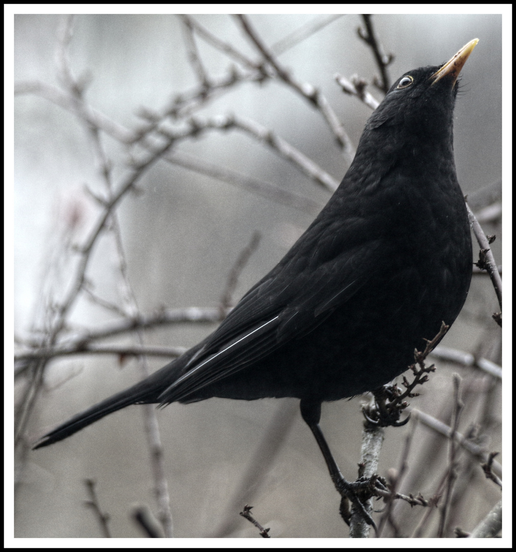 Amsel