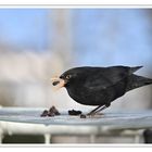 Amsel