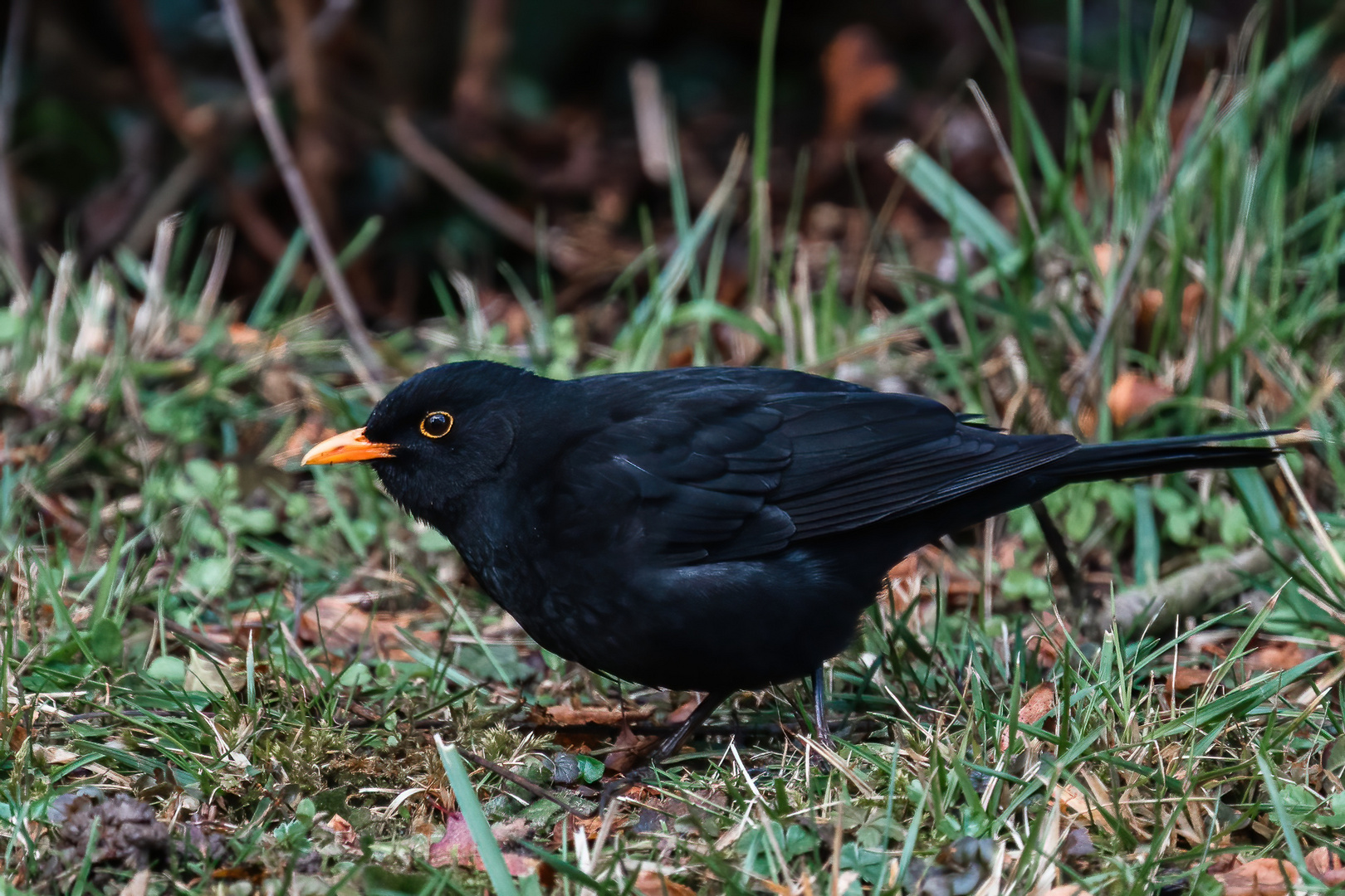 Amsel