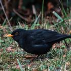 Amsel