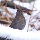 Amsel