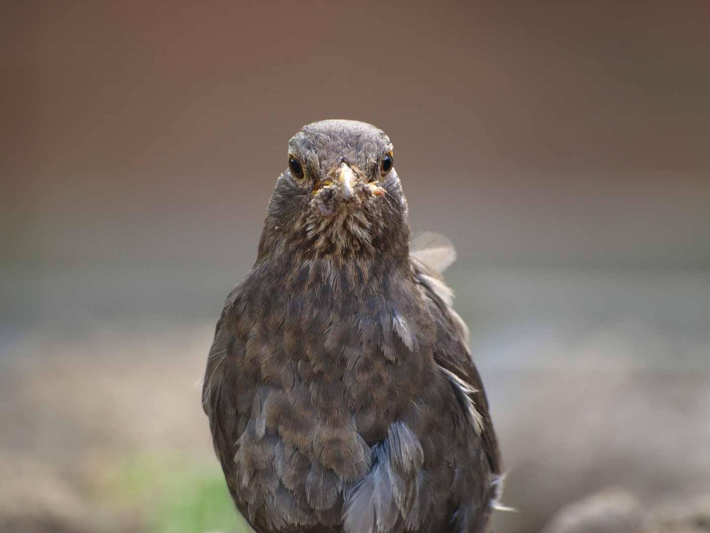 Amsel