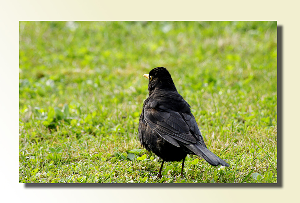 Amsel....