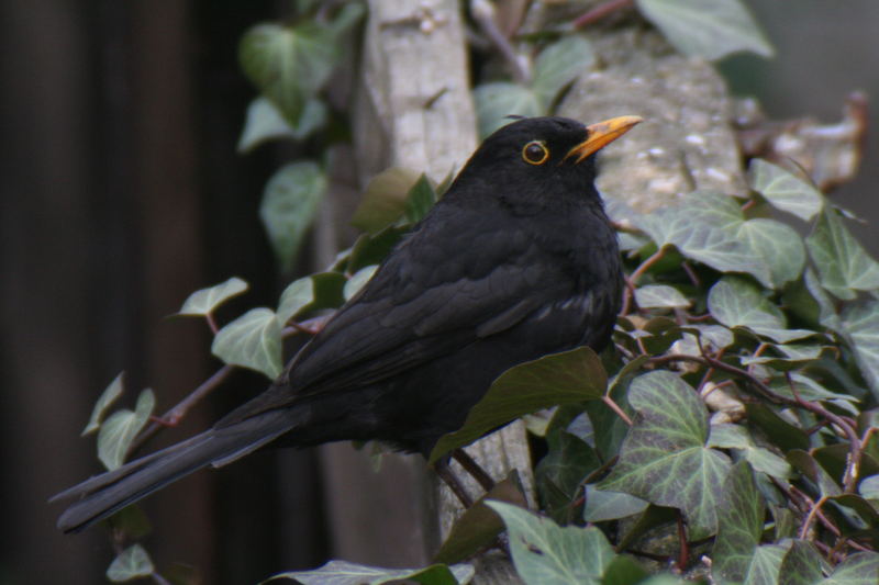 Amsel