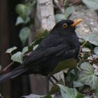 Amsel