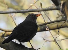 Amsel ...