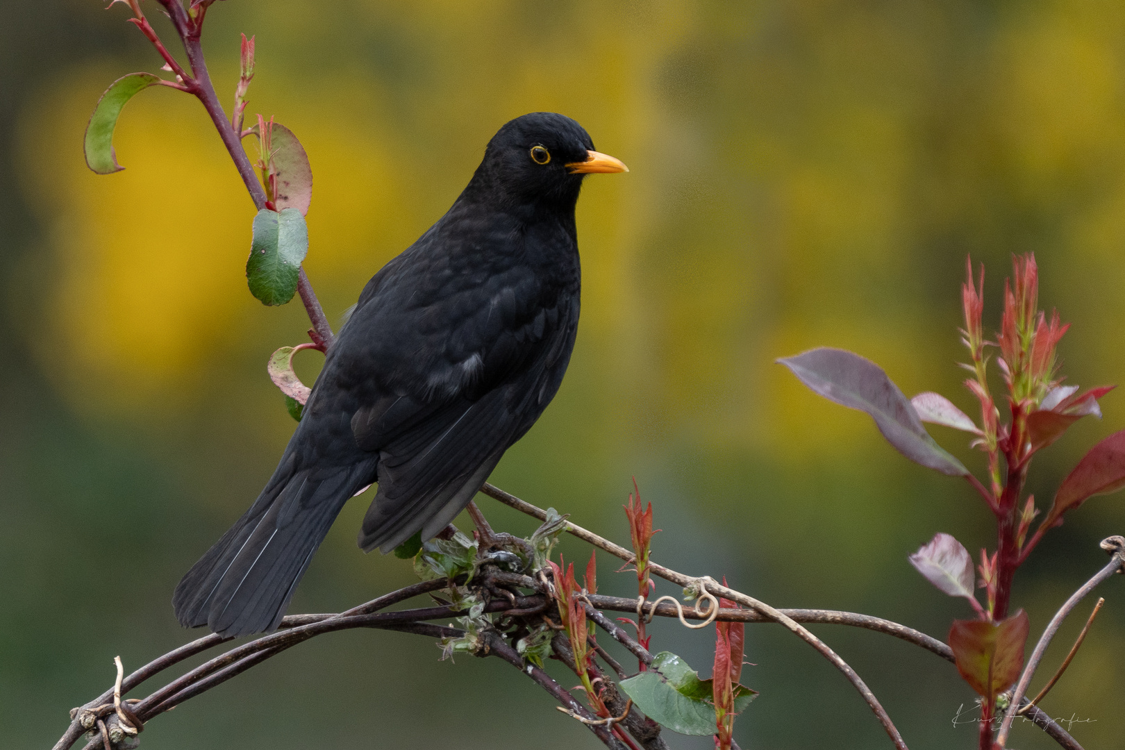 Amsel