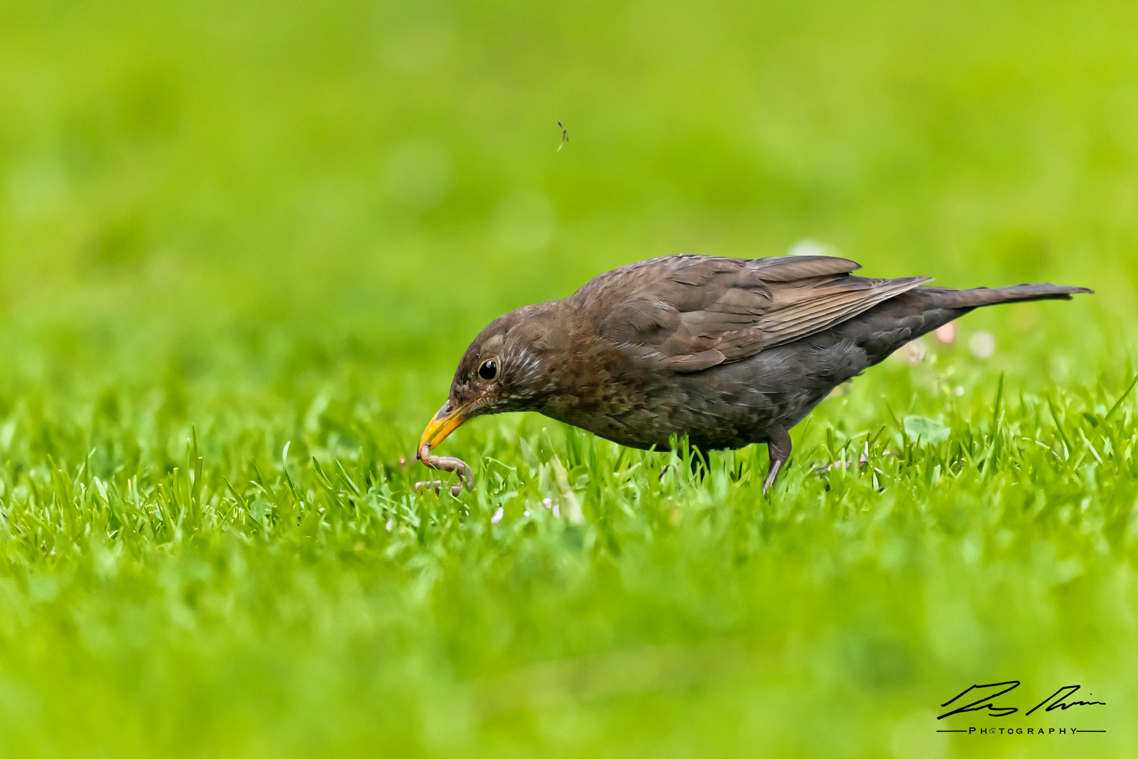 Amsel