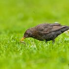 Amsel