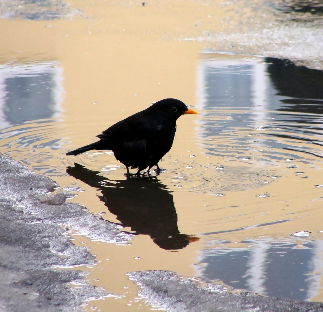 Amsel