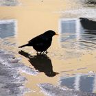 Amsel