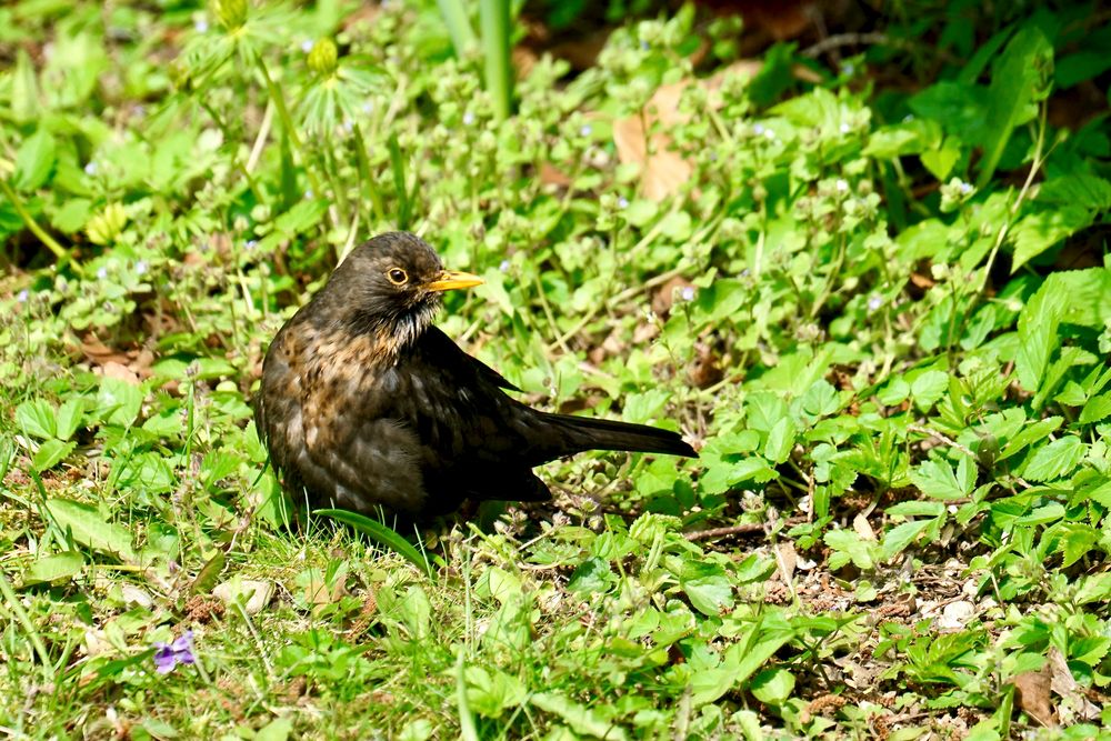 Amsel