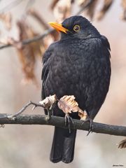 Amsel
