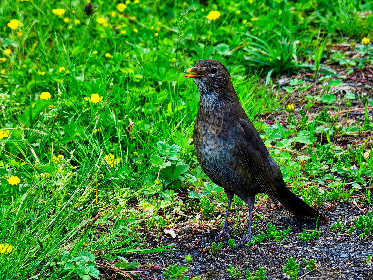 Amsel