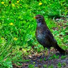 Amsel