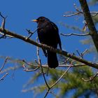 ...Amsel