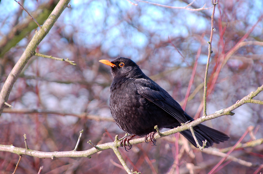 Amsel...