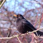 Amsel...