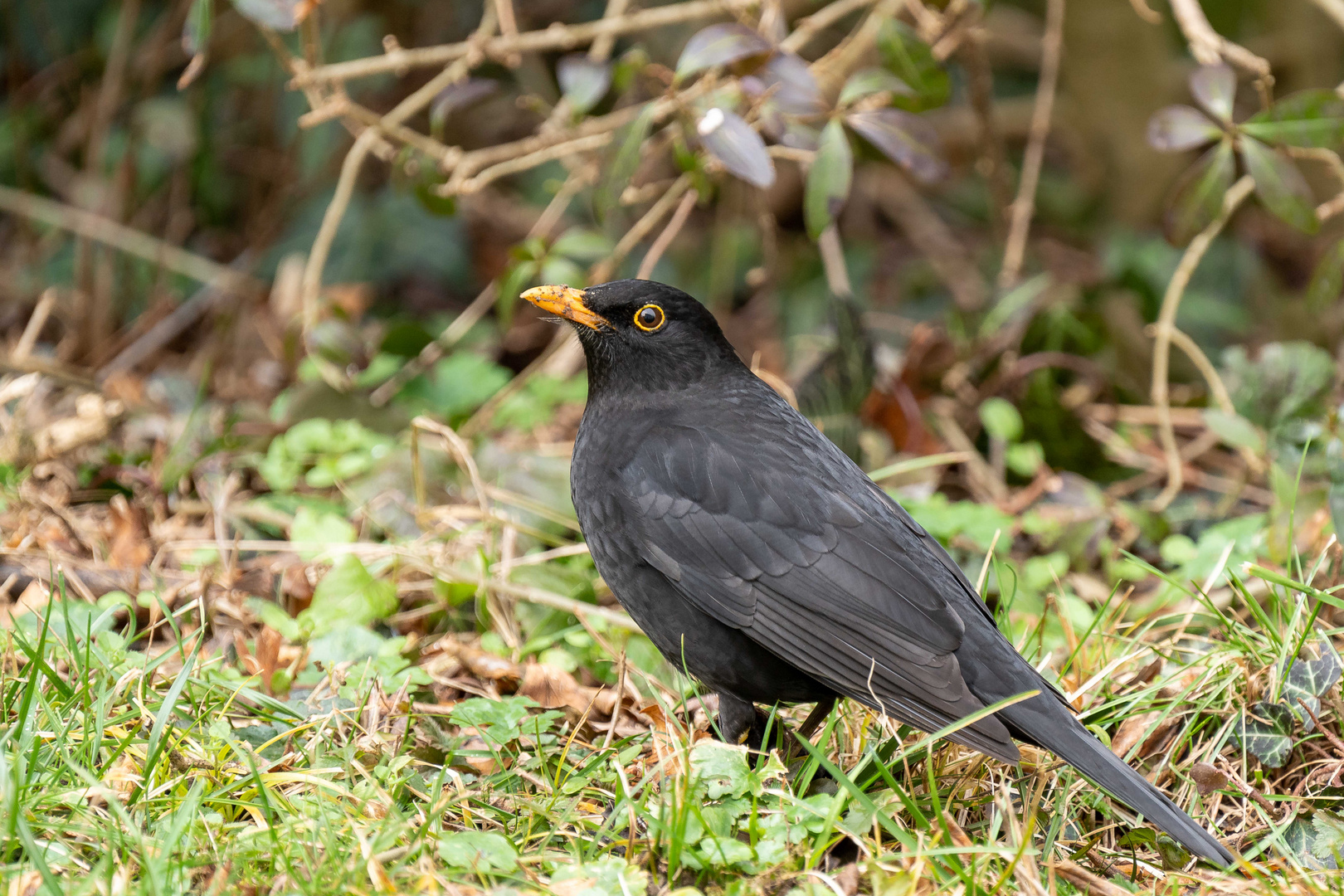 Amsel