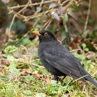 Amsel