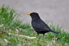 Amsel